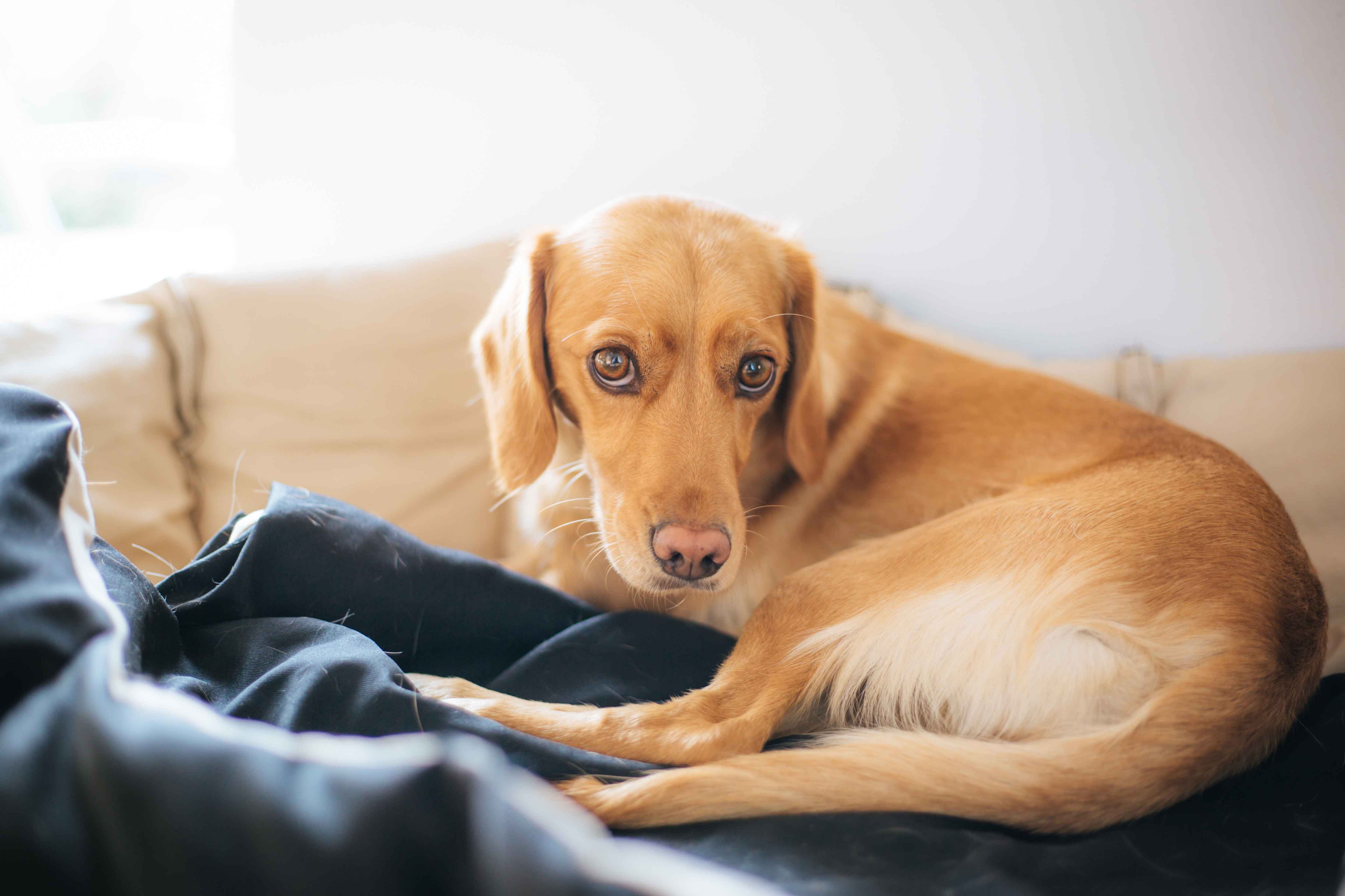 Pankreatitis beim Hund - eine diagnostische Herausforderung: Fallbeispiele zu Symptomen, Diagnose und Therapie