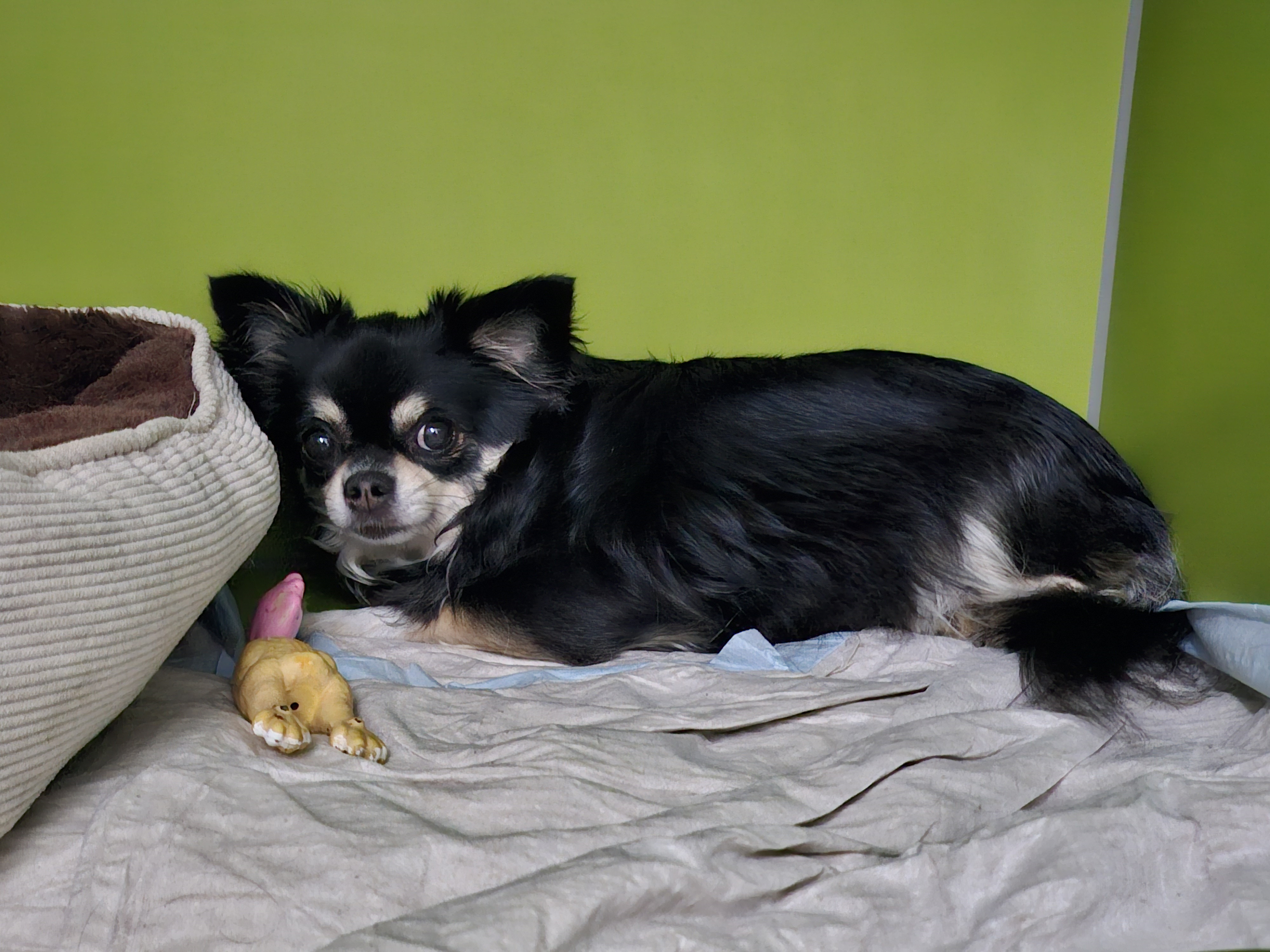 Ein Chihuahua liegt auf einer Decke